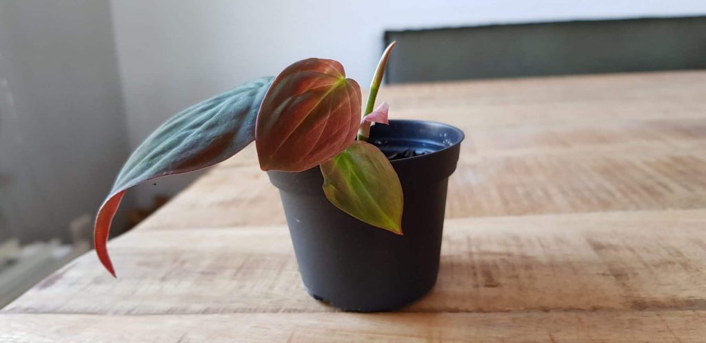 philodendron scandens stekken