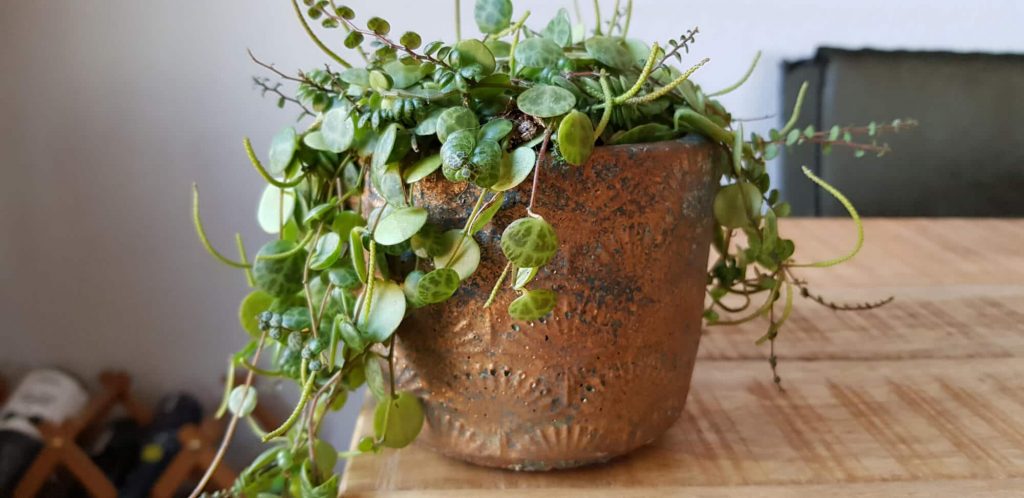 die Pflege von Peperomia prostrata