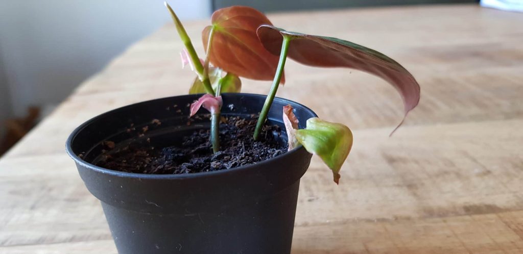 philodendron scandens micans stekken na meerdere weken