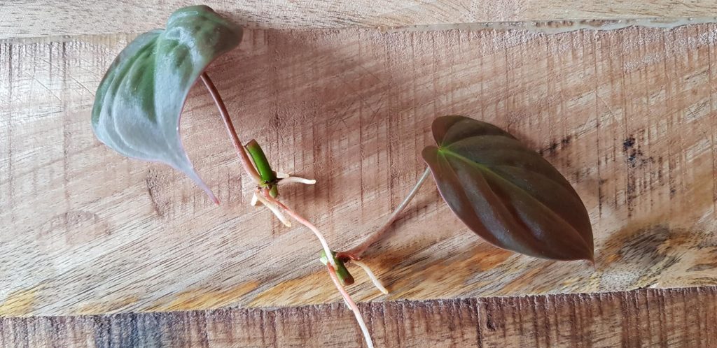 philodendron scandens stekken stap 1