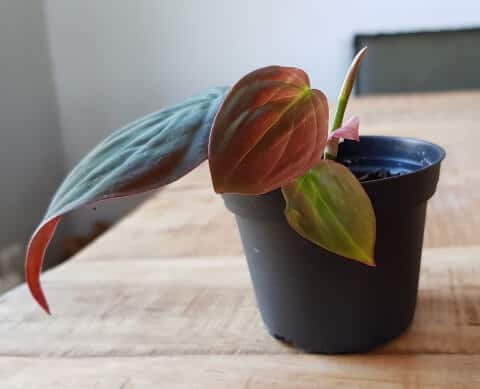philodendron scandens micans stekken