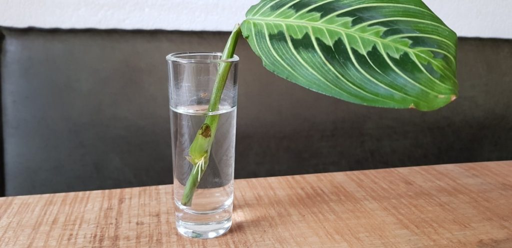 maranta stekken wortels verschijnen