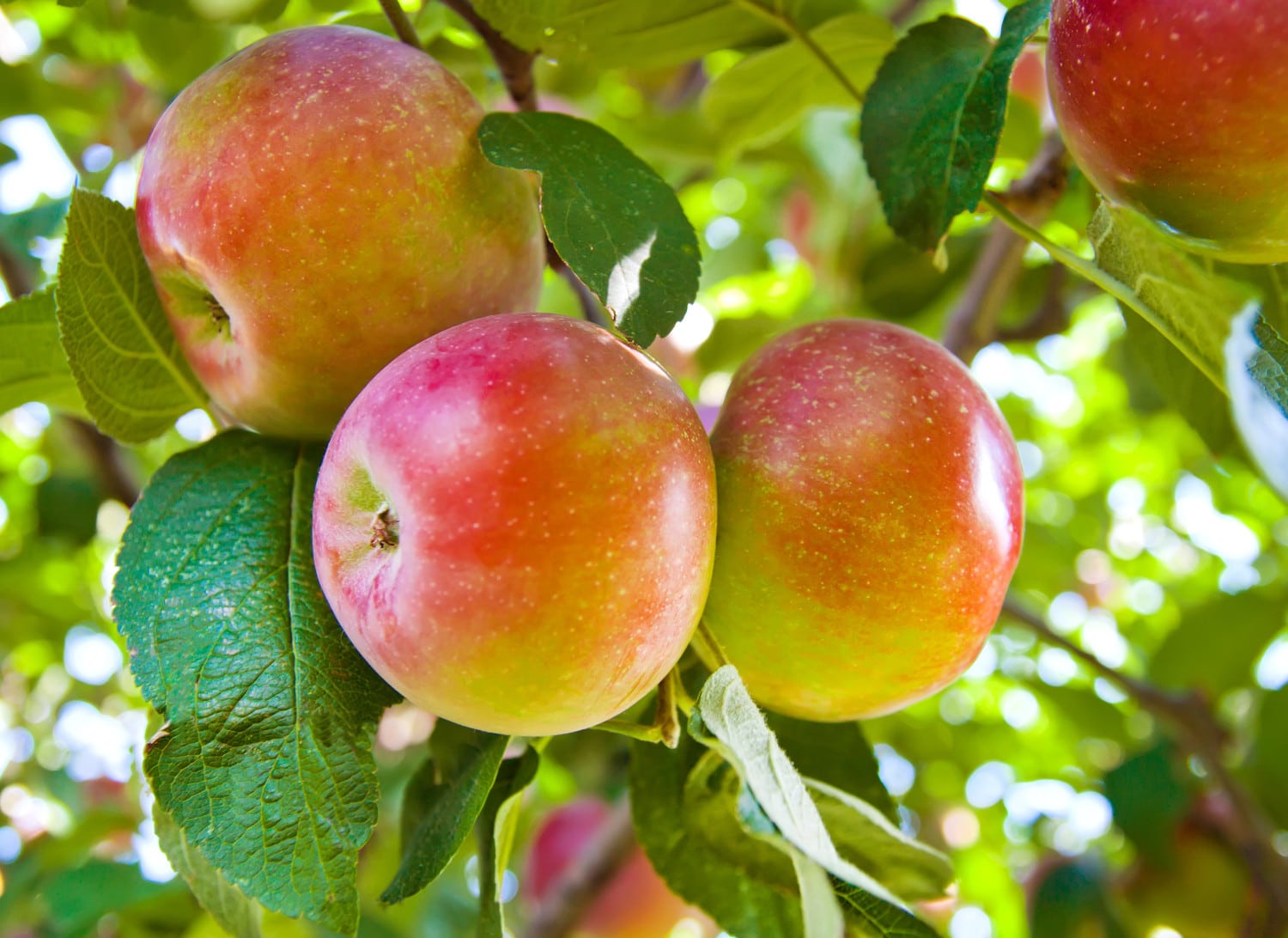 malus domestica