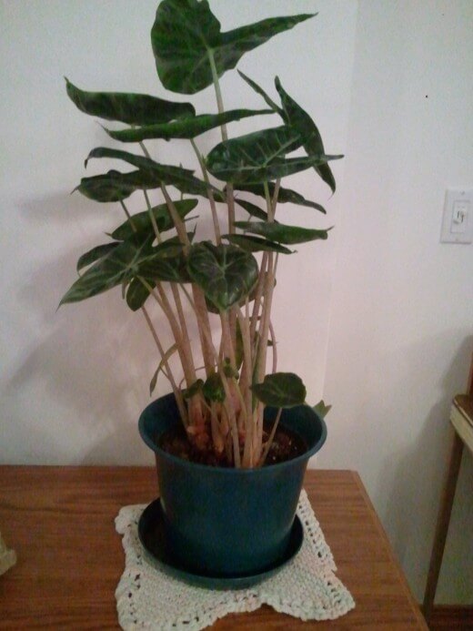 alocasia polly baby Stecklinge Schritt 1