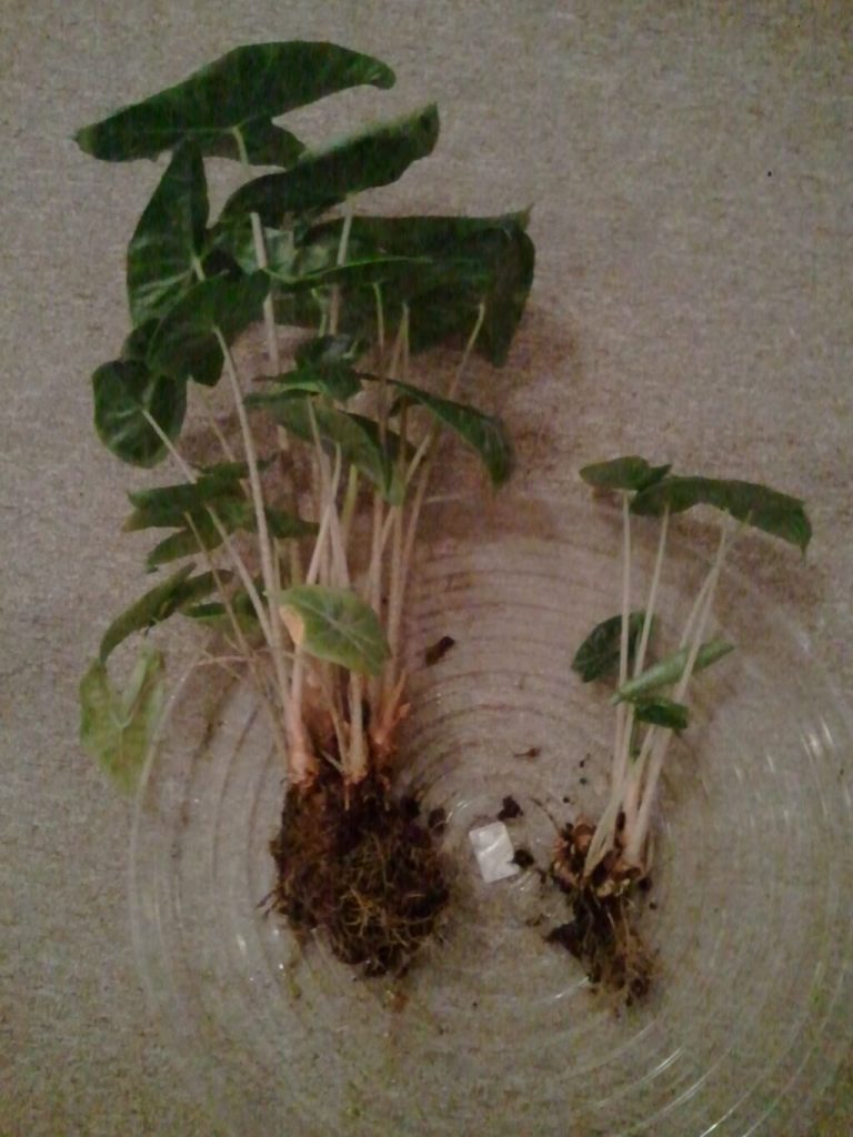 alocasia polly baby stecklinge schritt 2