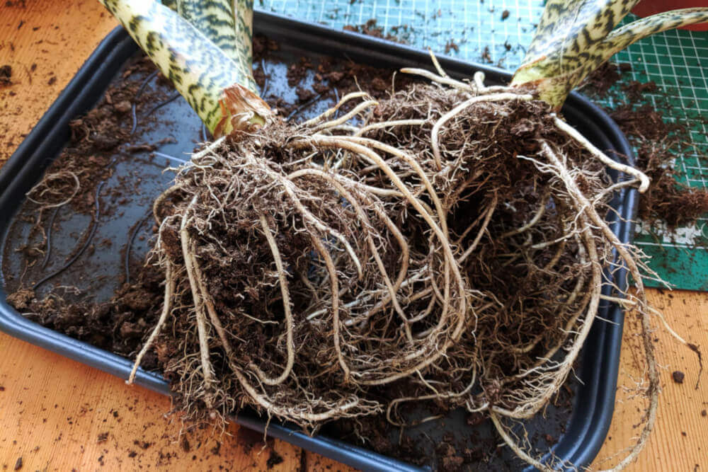 Stecklinge von Alocasia zebrina Schritt 3