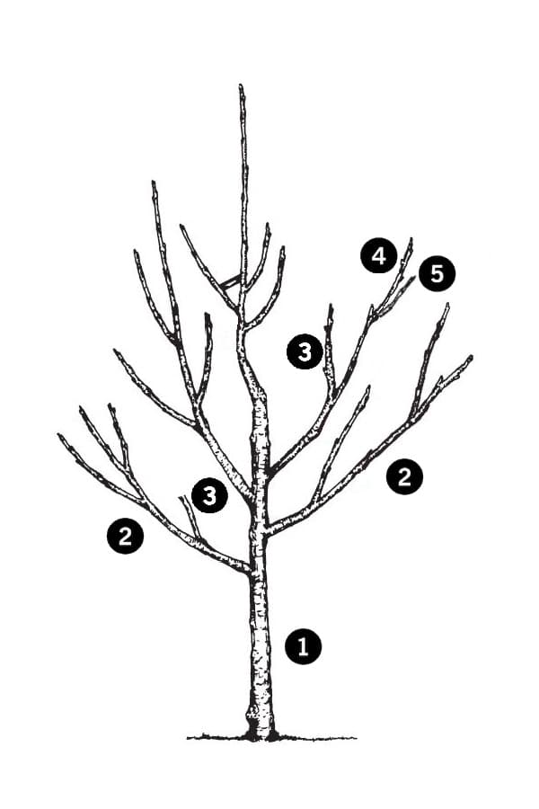 appelboom snoeien tekening