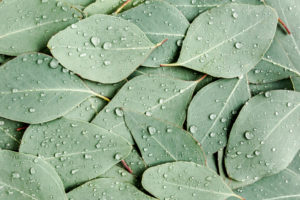 eucalyptus plant