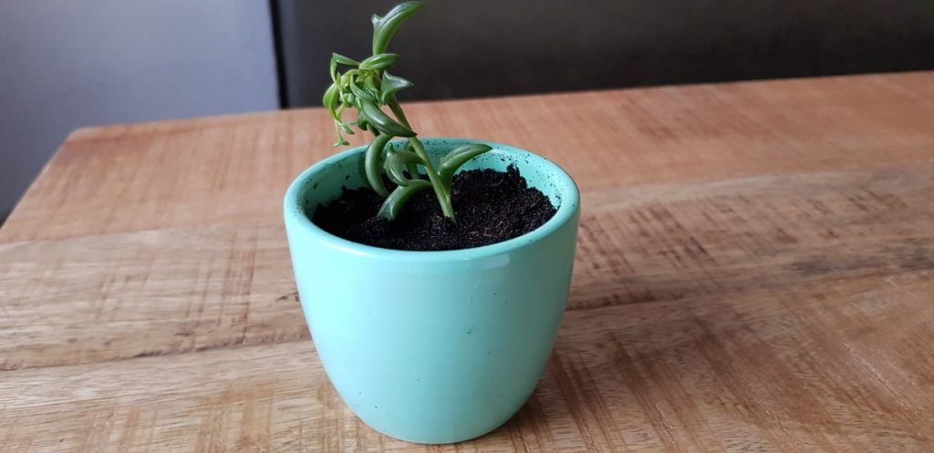 dolfijnenplant stekken