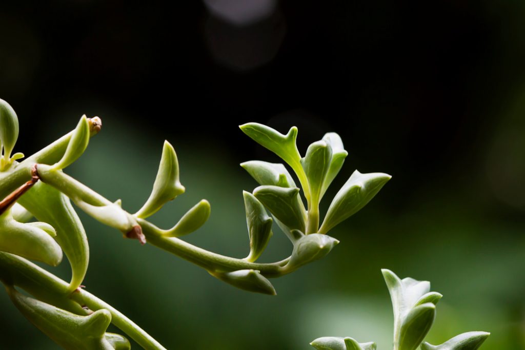 dolfijnenplantje stekken