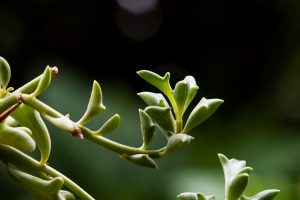 dolfijnenplantje stekken
