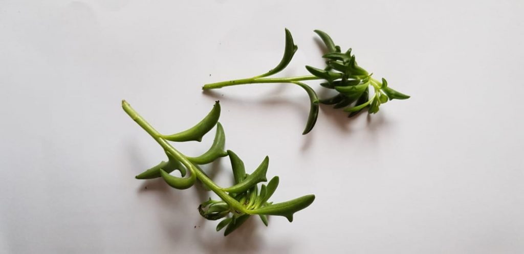 senecio peregrinus stekken