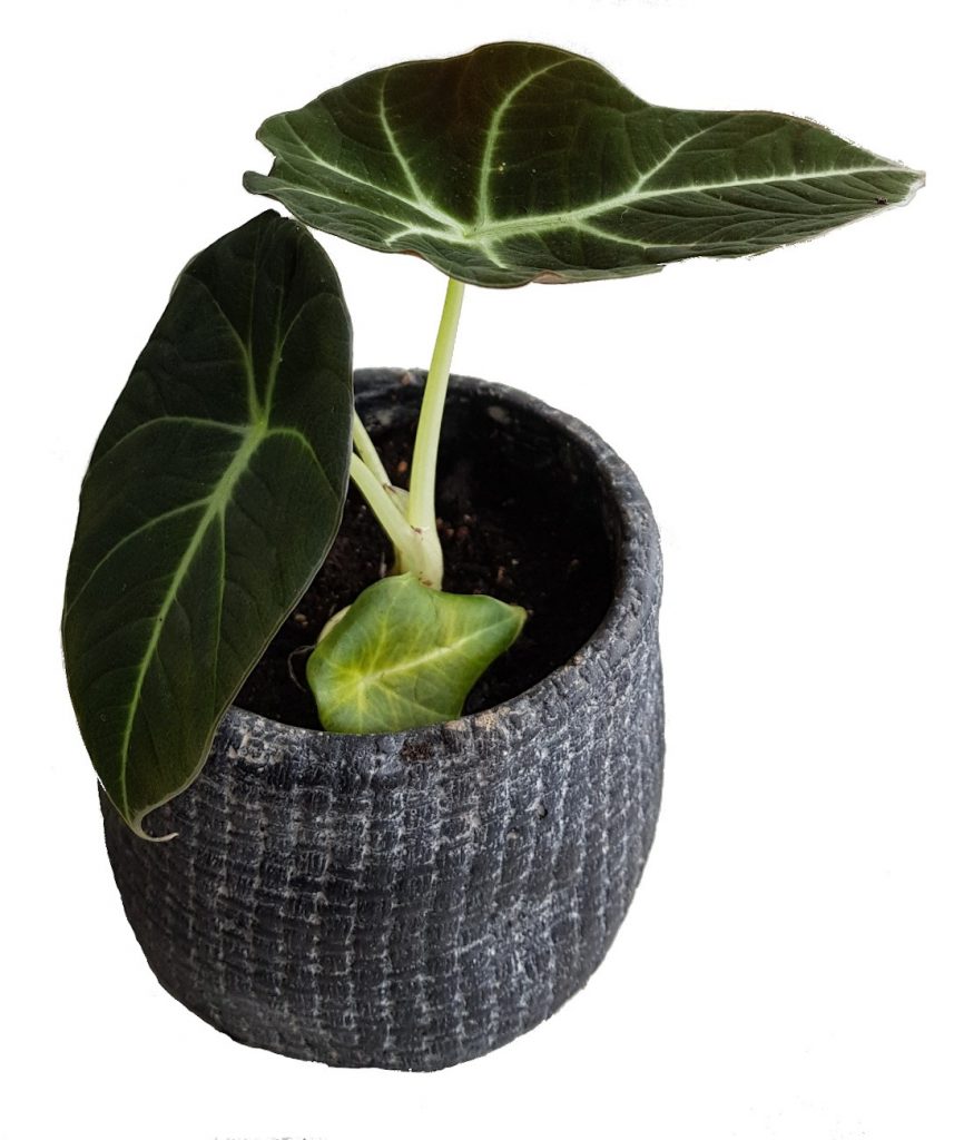 alocasia black velvet