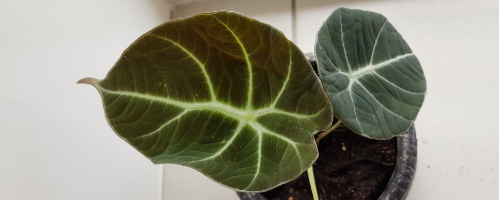 Alocasia Schwarzes Samtblatt