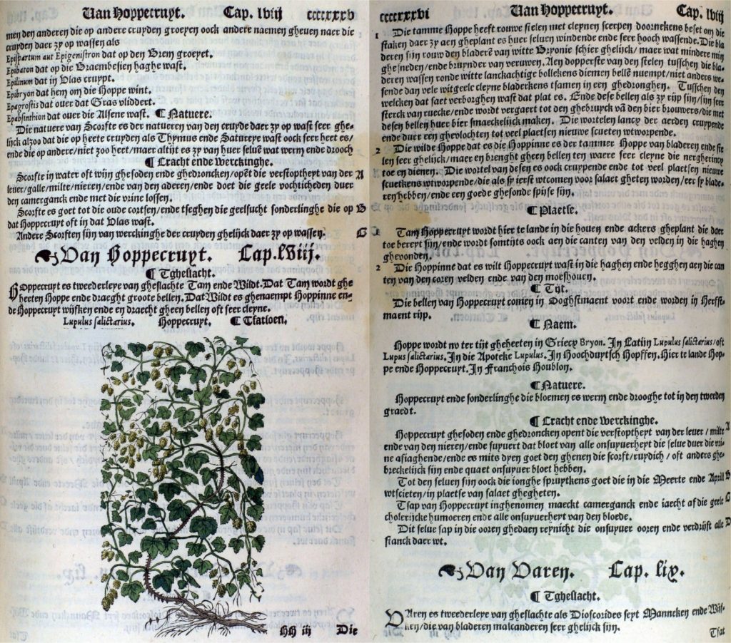 Alte Anwendungen Hopfenpflanze