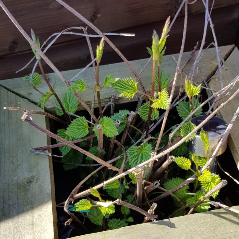 Wachstum der neuen Hopfenpflanzen