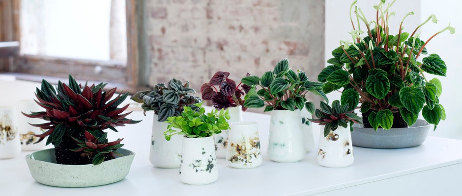 Peperomia