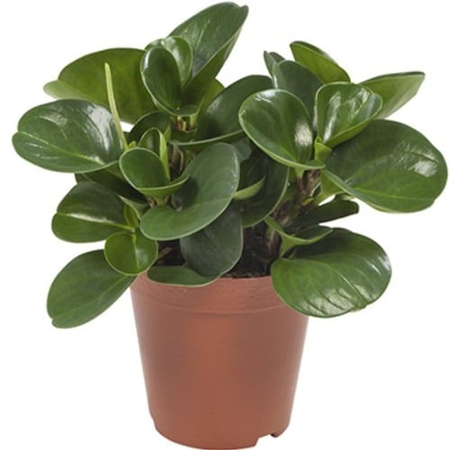 Peperomia obtusifolia