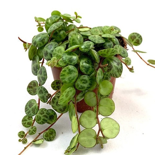 Peperomia prostrata