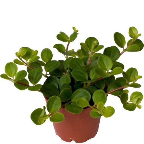 Peperomia rotundifolia