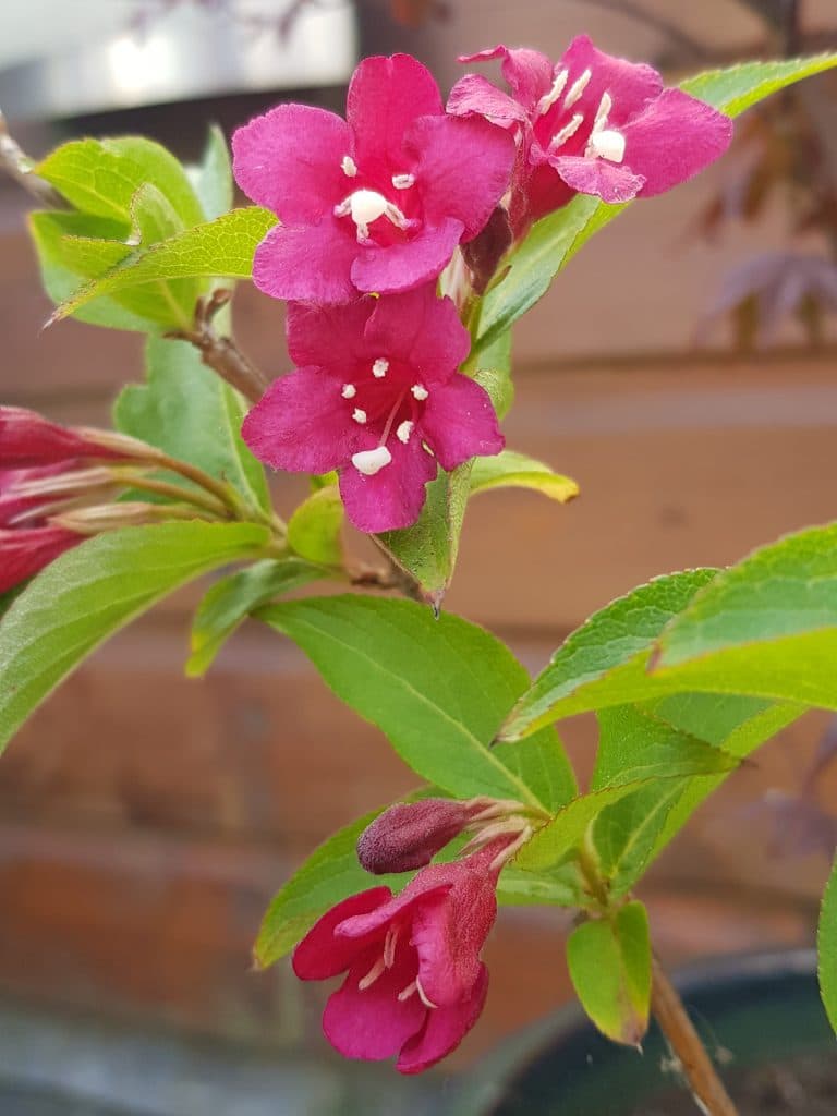 Beschneiden von Weigelia