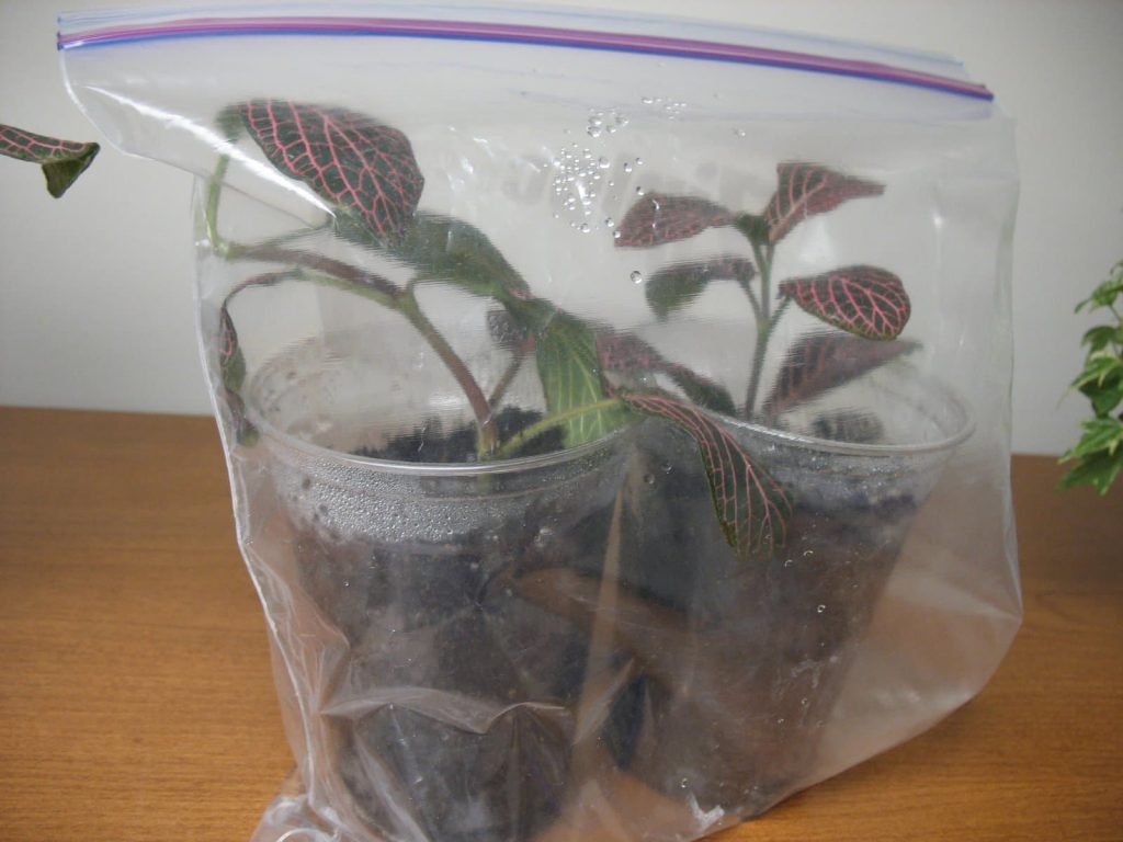 Fittonia-Stecklinge in Erde