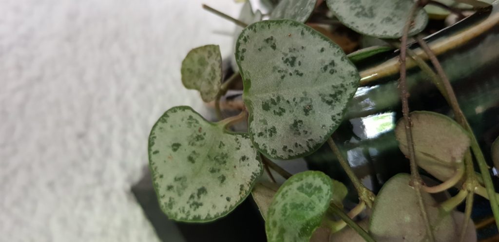 Ceropegia Woodii