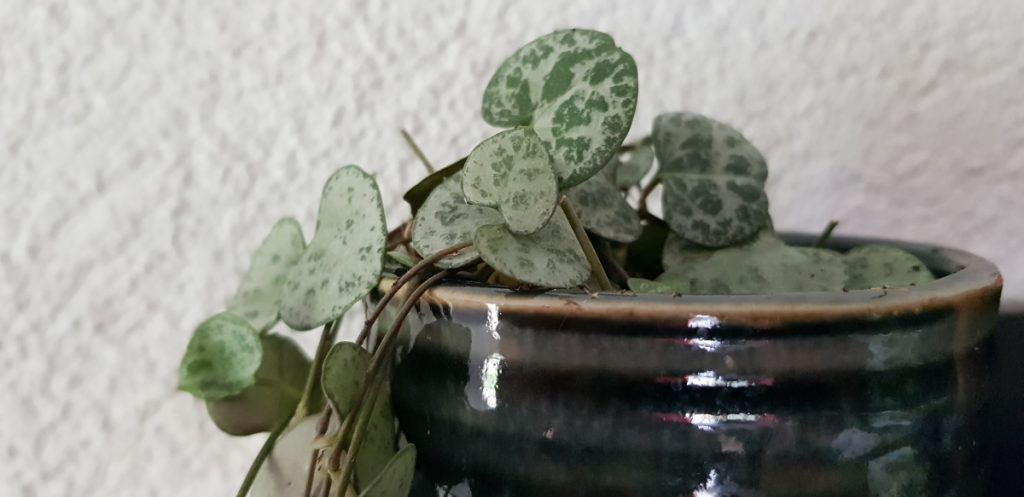 chinees lantaarnplantje