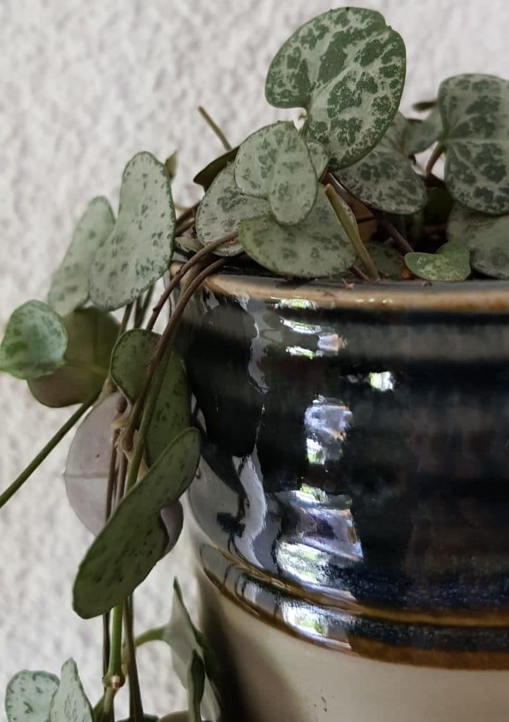 Stecklinge von String of Hearts