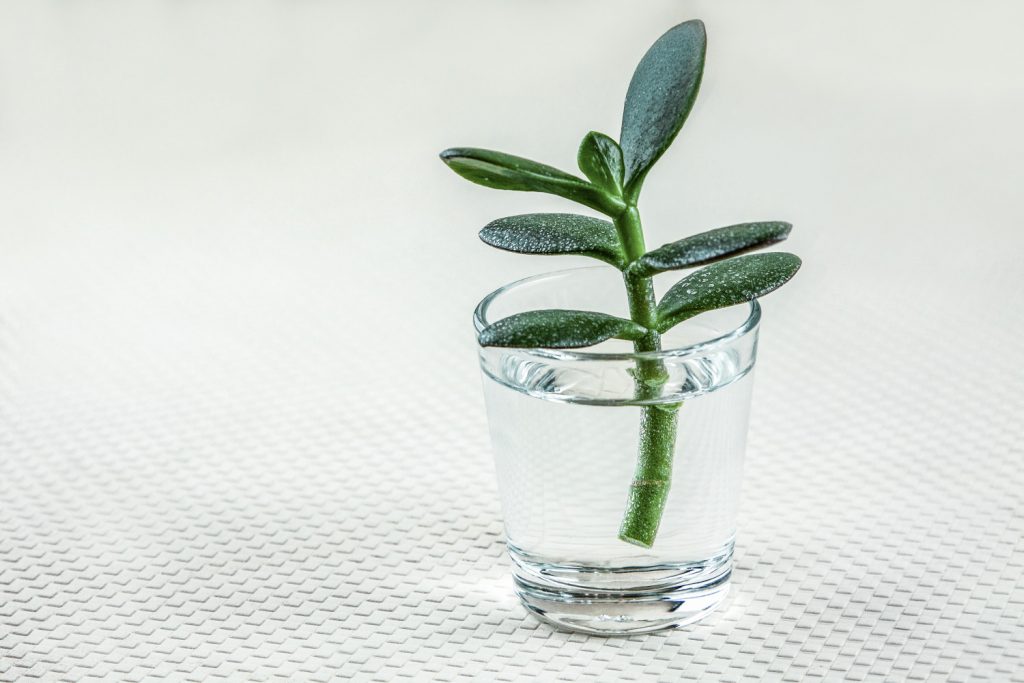 crassula stekken