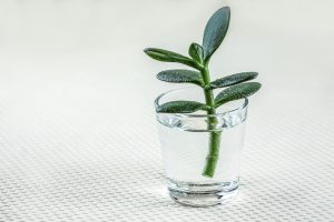 crassula stekken