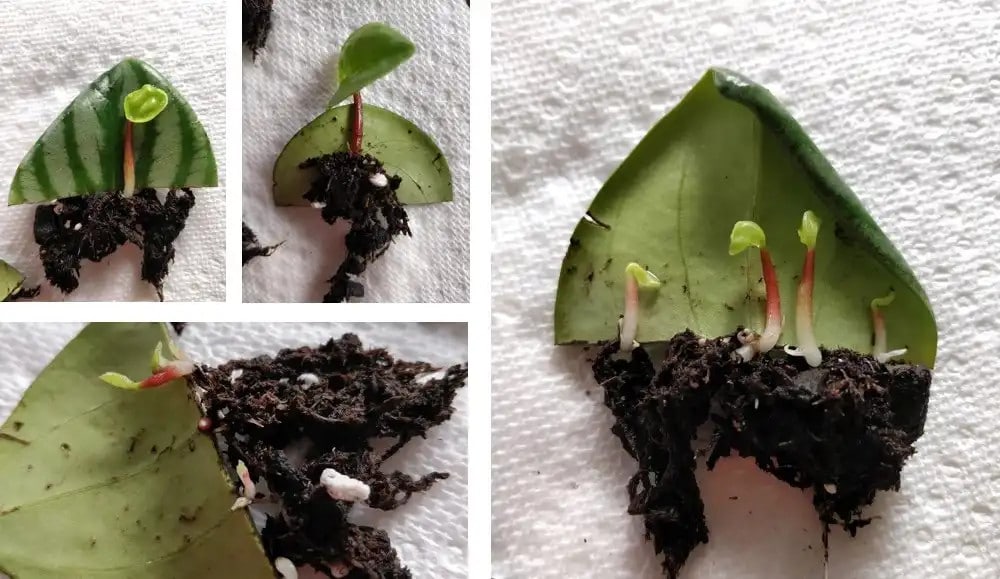 Peperiomia Argyreia-Stecklinge