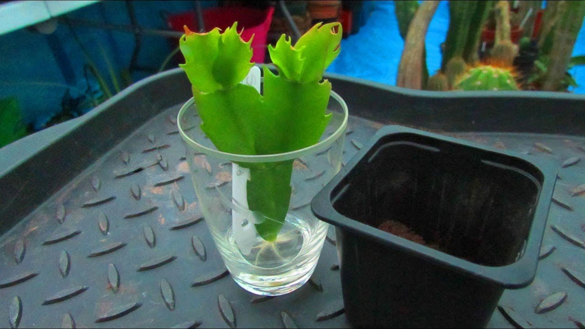 lidcactus stekken in water