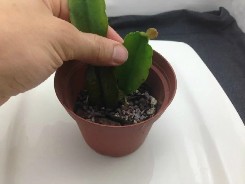 schlumbergera stekken