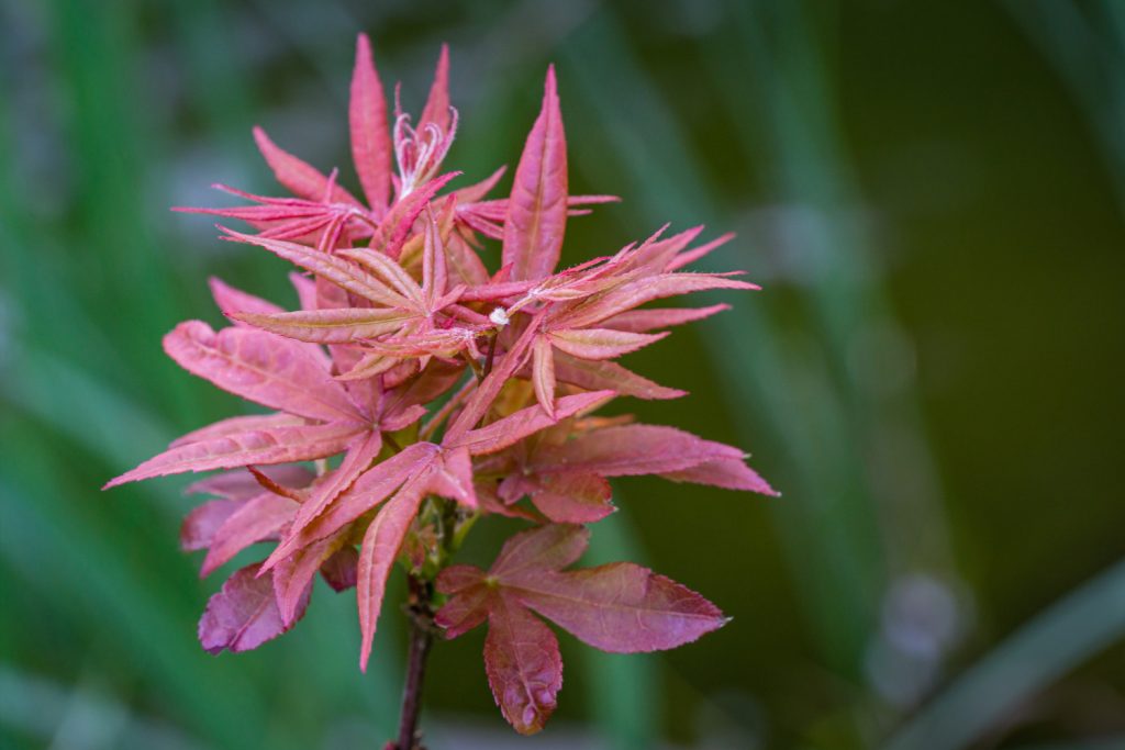 Japanse esdoorn soorten: Acer Palmatum Atropurpureum