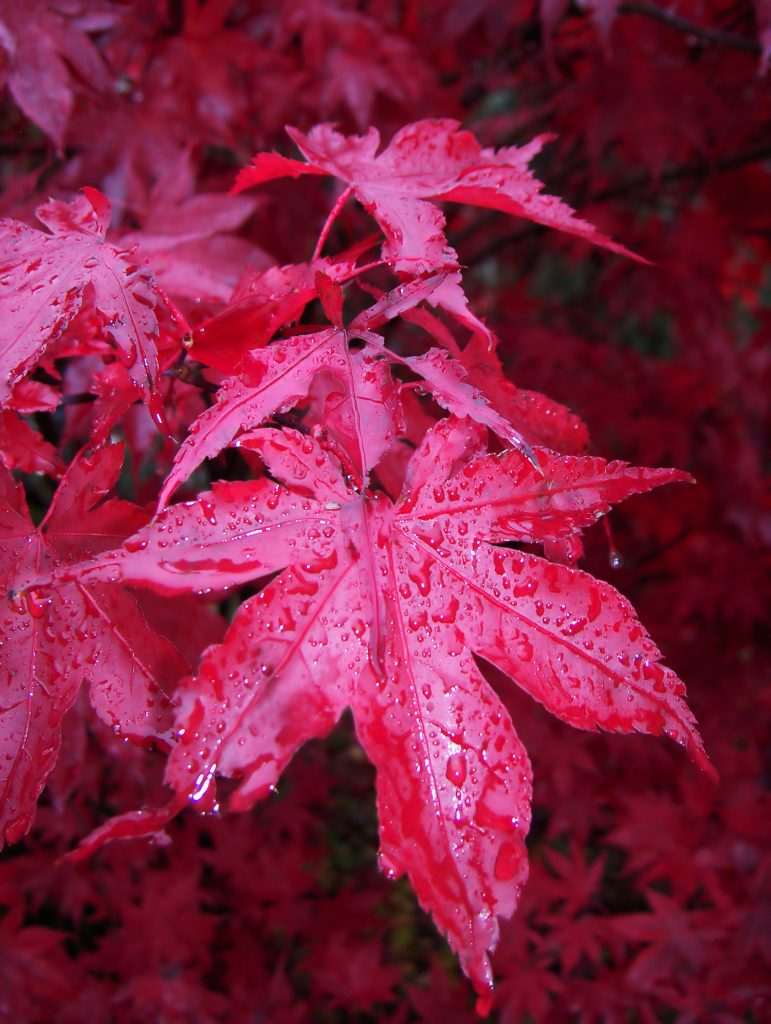 Acer Palmatum soorten