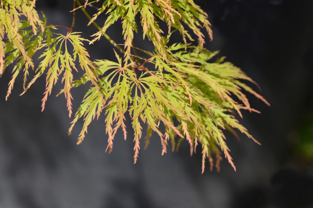 Japanse esdoorn soorten Acer Palmatum Dissectum