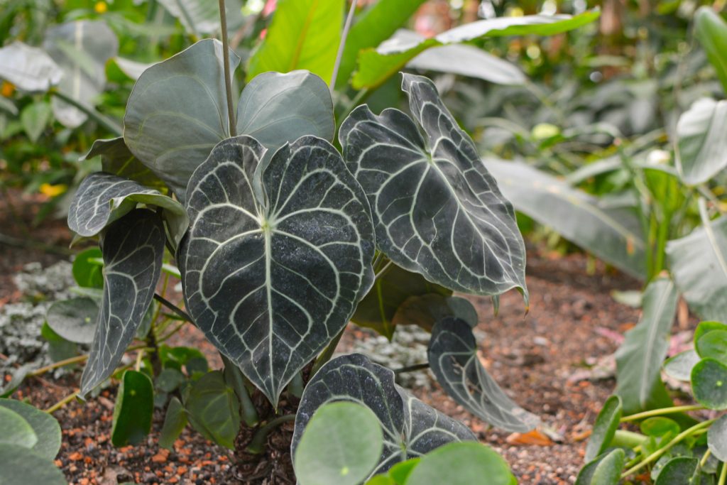 die Anthurium Clarinervium in freier Wildbahn