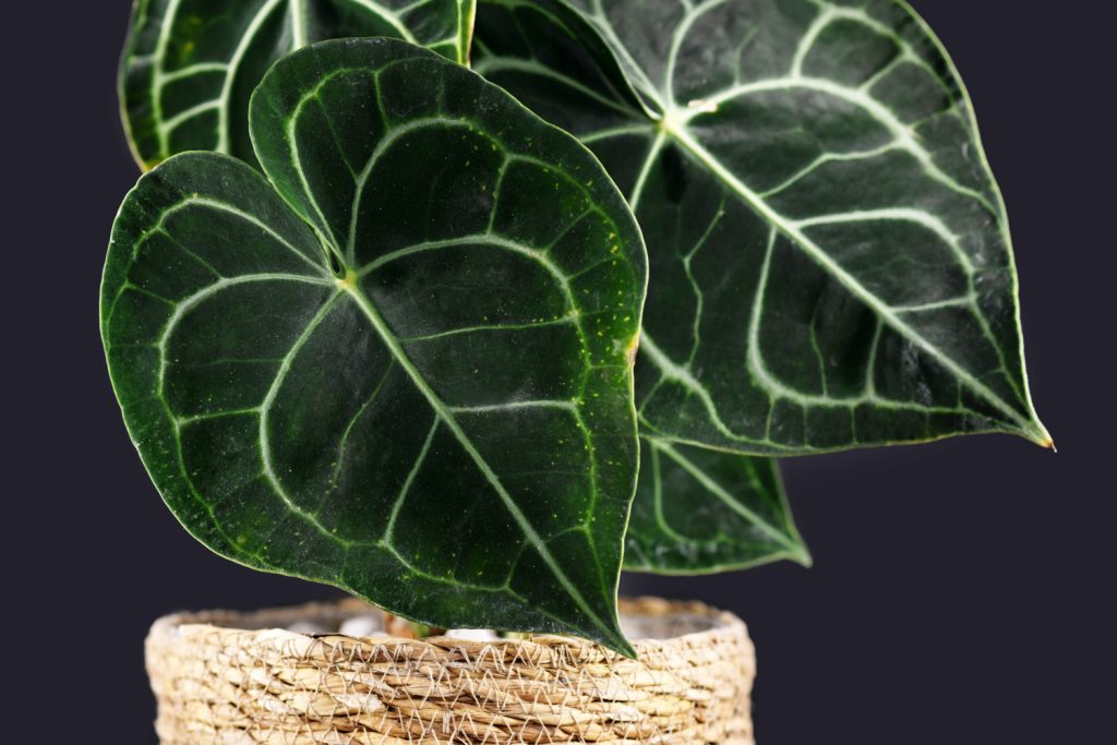 Anthurium Clarinervium Pflege