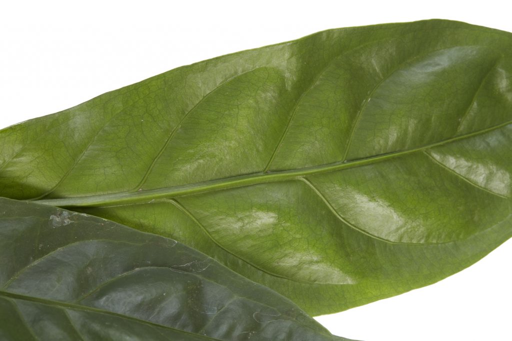 Anthurium Jungle King van dichtbij