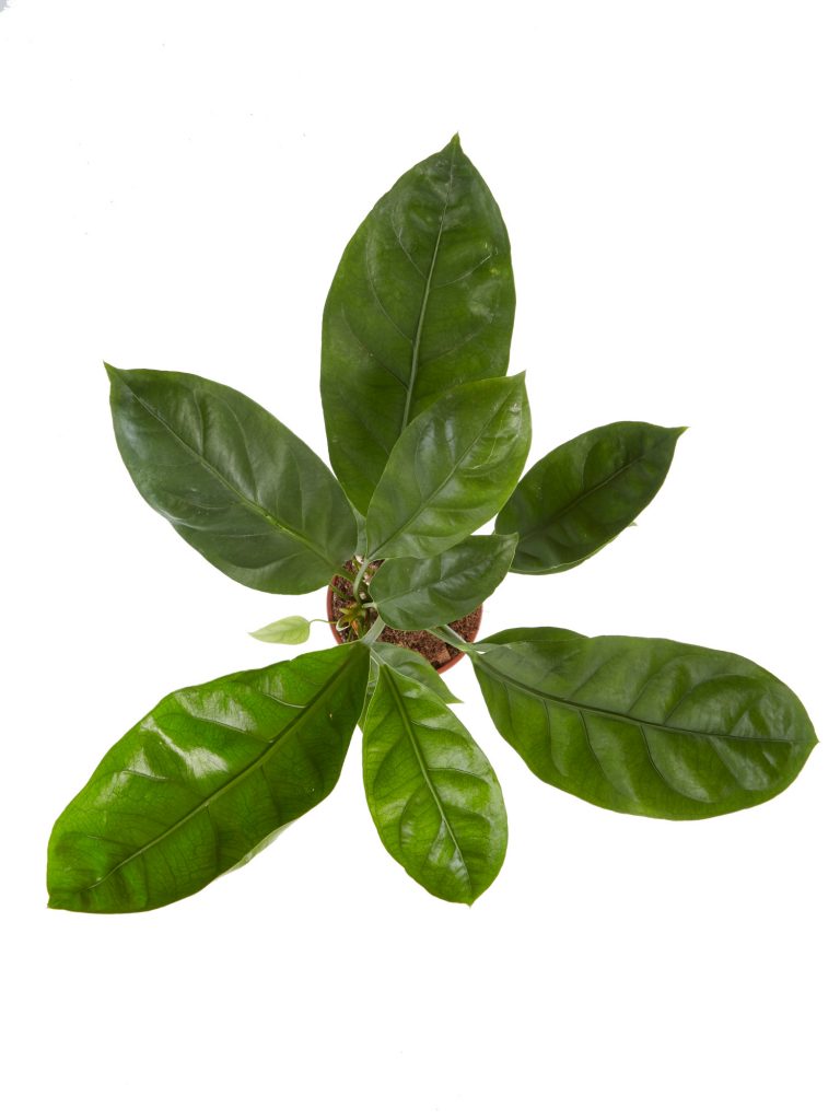 Anthurium Jungle King verzorging