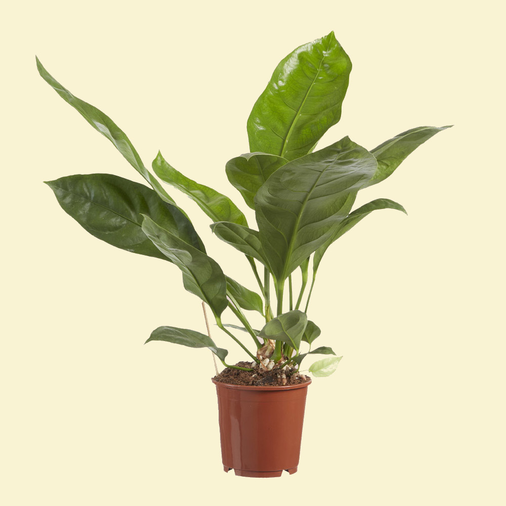 Anthurium Jungle King