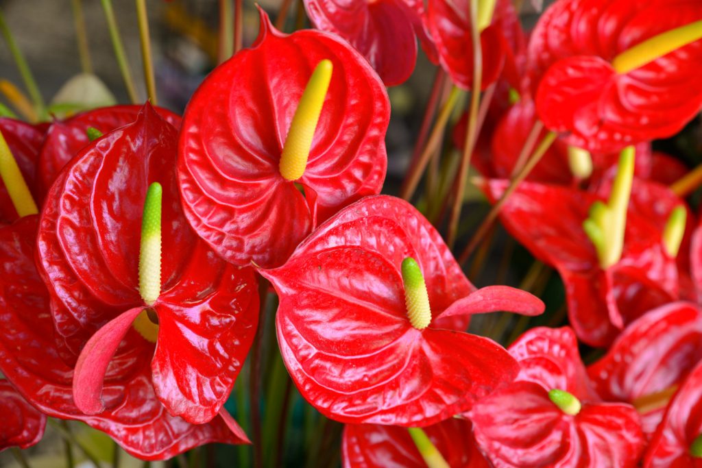 anthurium giftig