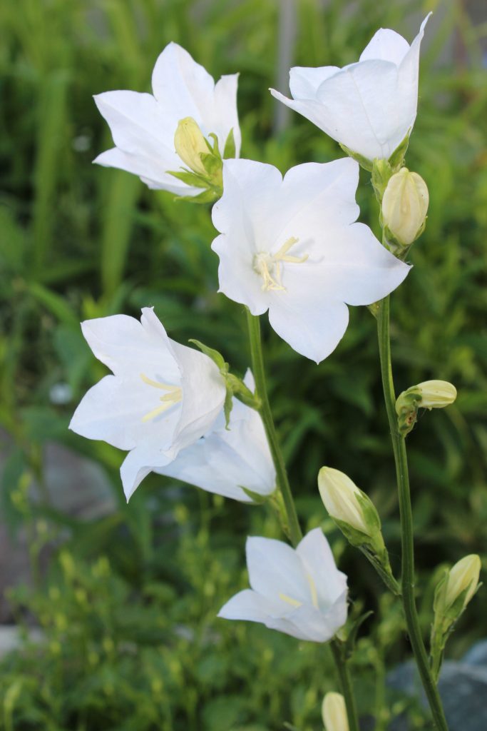 Blütezeit von Campanula