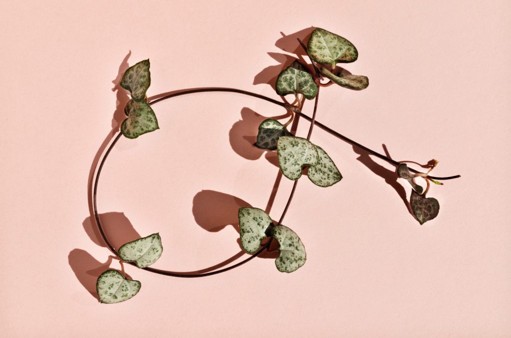 Stecklinge von String of Hearts