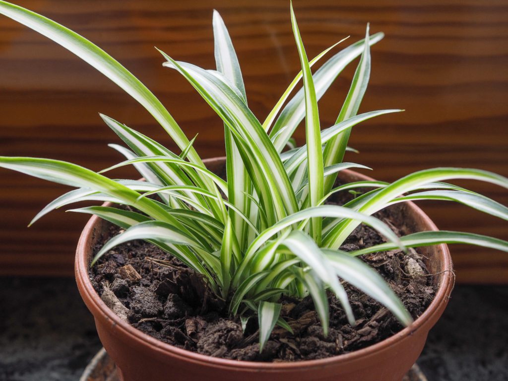 Chlorophytum