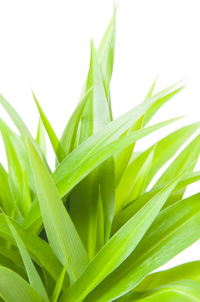 Art Chlorophytum Lemon