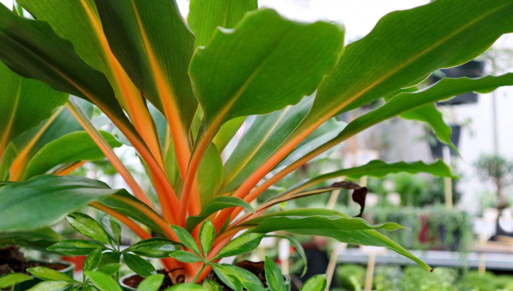 Chlorophytum Orange