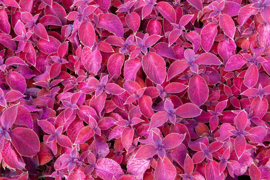 coleus wizard velvet red