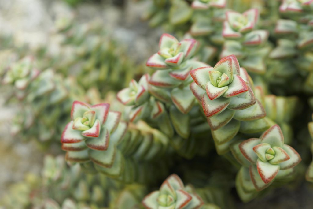 Crassula Hottentot